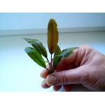Bucephalandra sp. "Gigant Wavy Leaf"